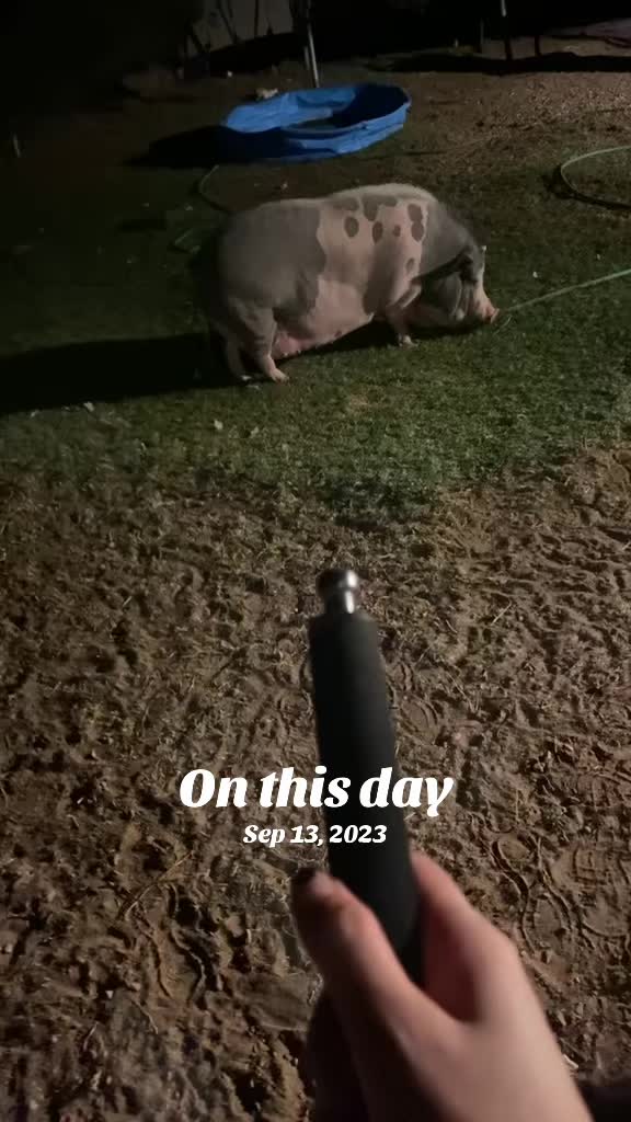 @Penny Pig ❤️🐷