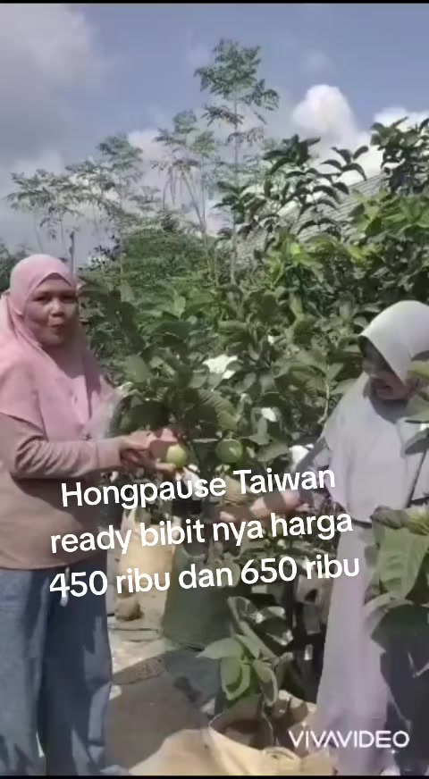 @Bibit khusus samarinda