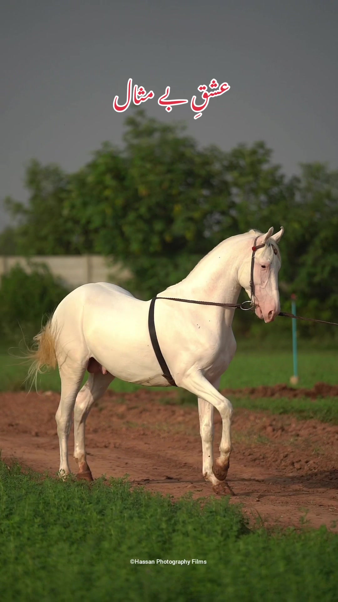 @SUNRISE STUD FARMS RAWALPINDI