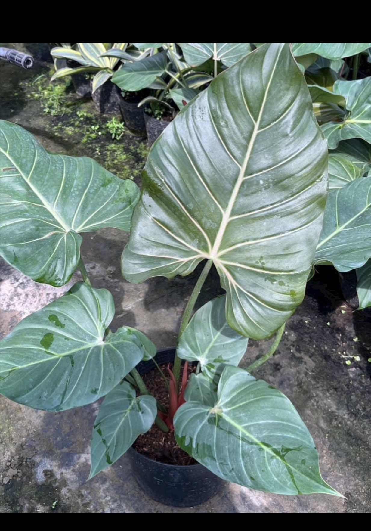 @Tiệm Lá Nhỏ