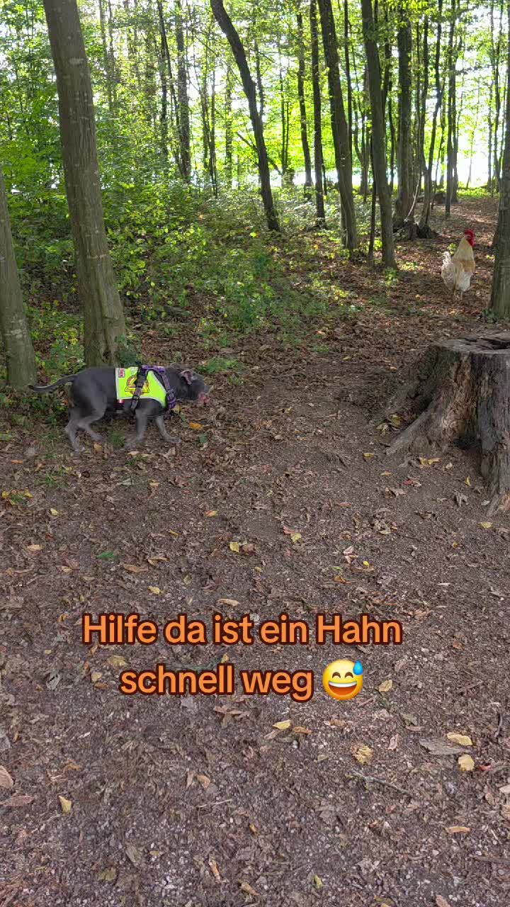 @Zara Alukanija Kiyomi 🐕🐾