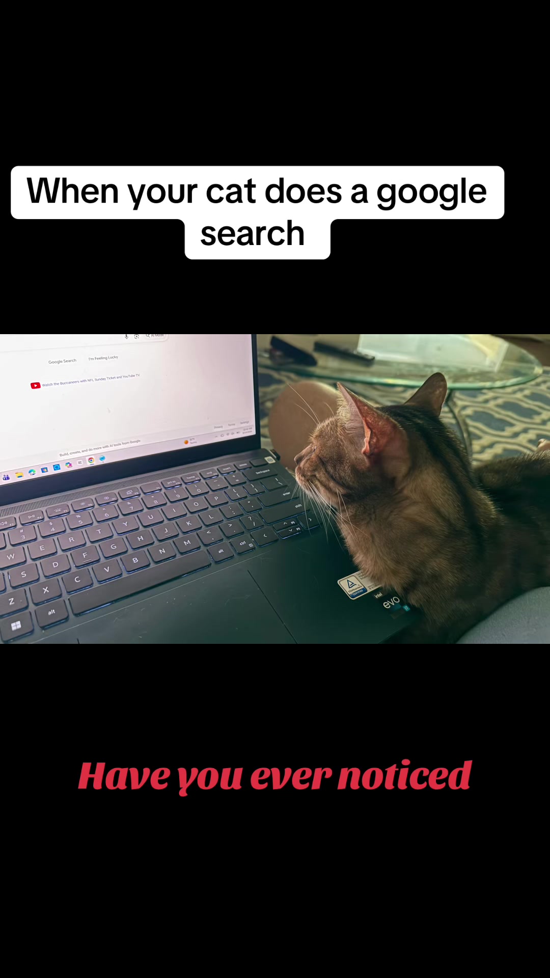 @Drew crazy cat guy