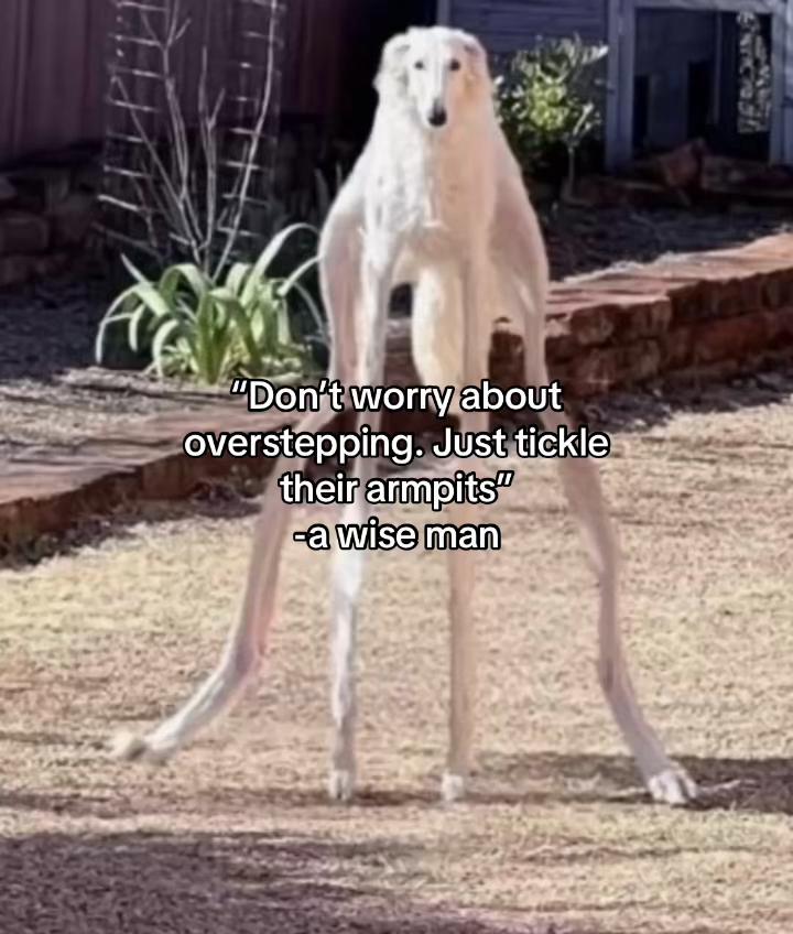 @✰𝓟𝓮𝓻𝓻𝓲✰(𝓢𝓚𝓩 𝓿𝓮𝓻)🥕