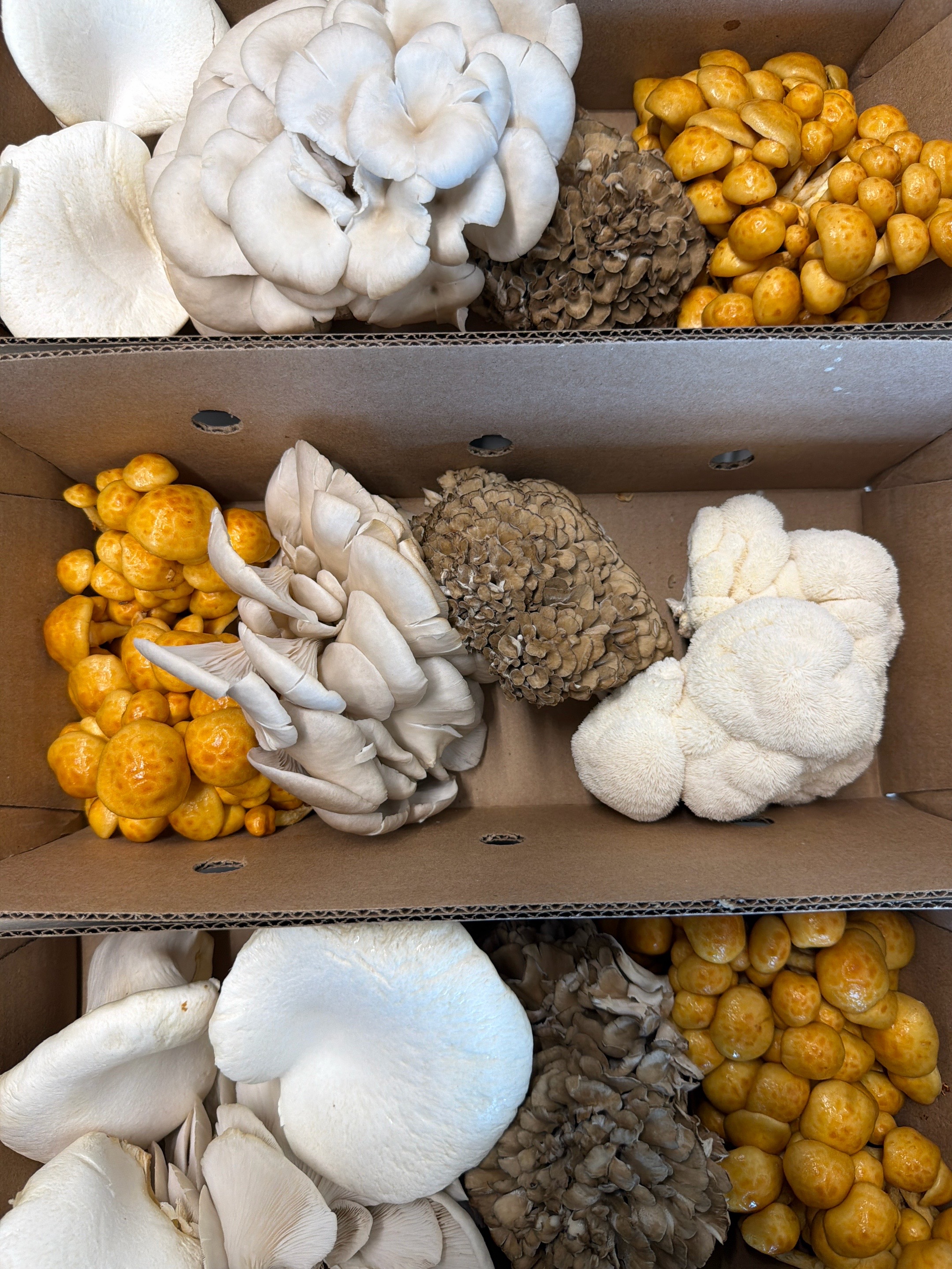@The Mushroom Hub