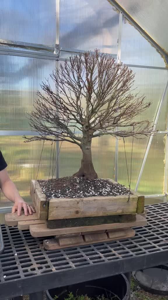 @Jerome_bonsai