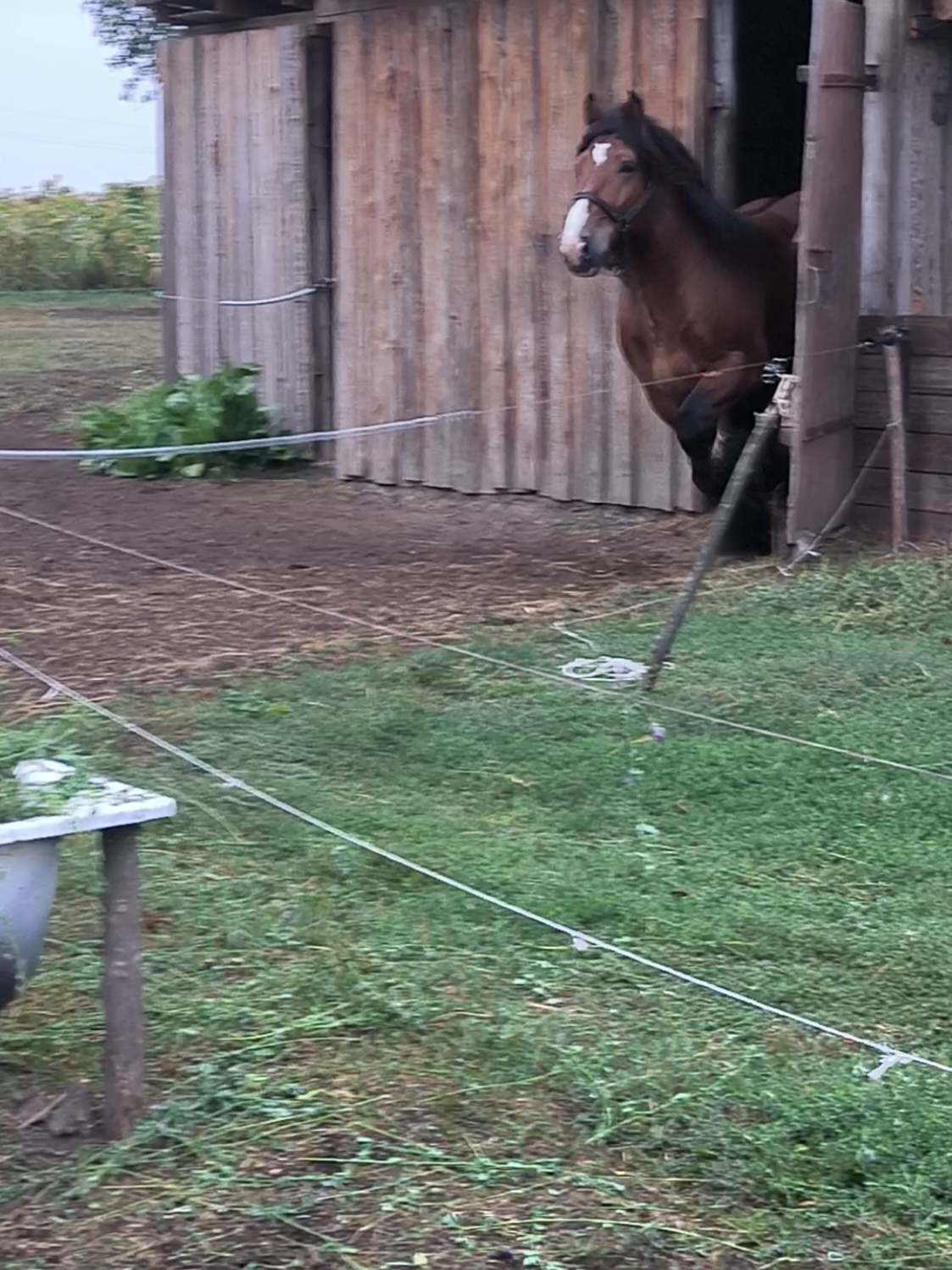 @ВАСЯ БОЙЧУК 🐎
