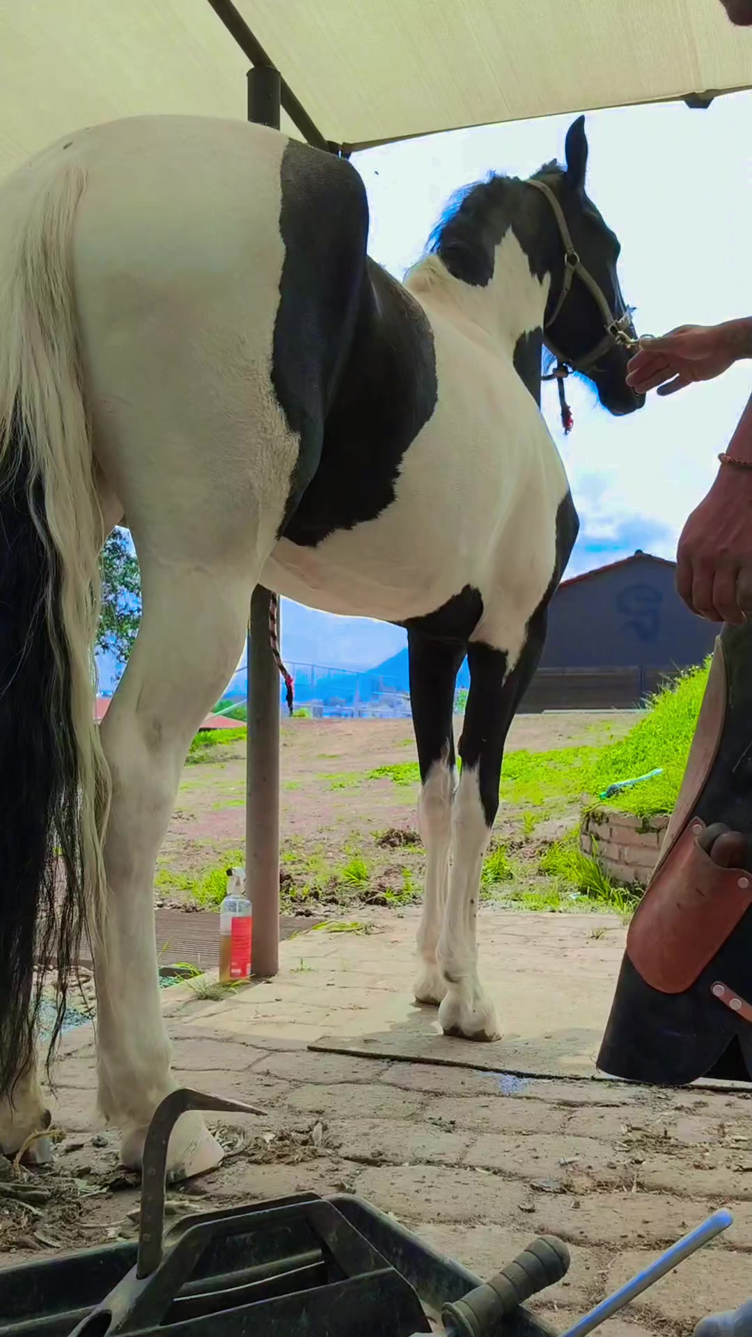 @Carlos Guzm&aacute;n 🔨🐎