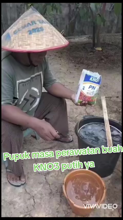 @Bibit khusus samarinda