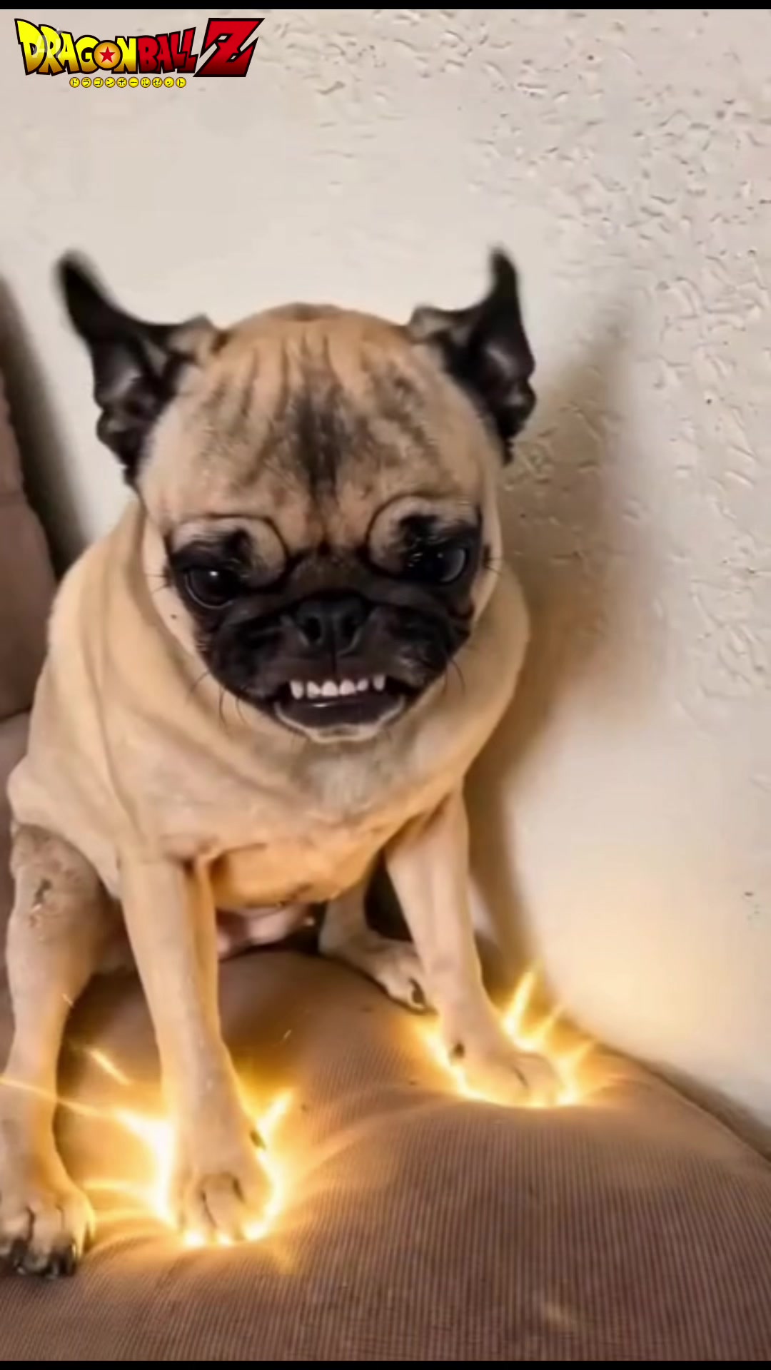 @Emma la Pug