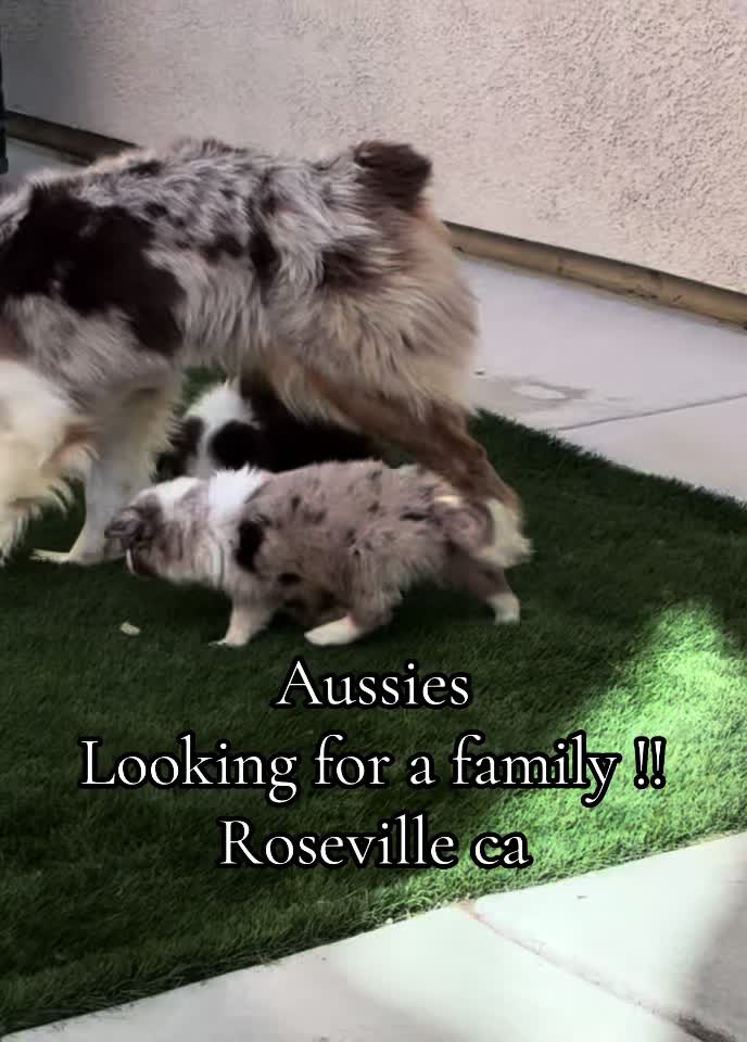 @sacramento__aussies916