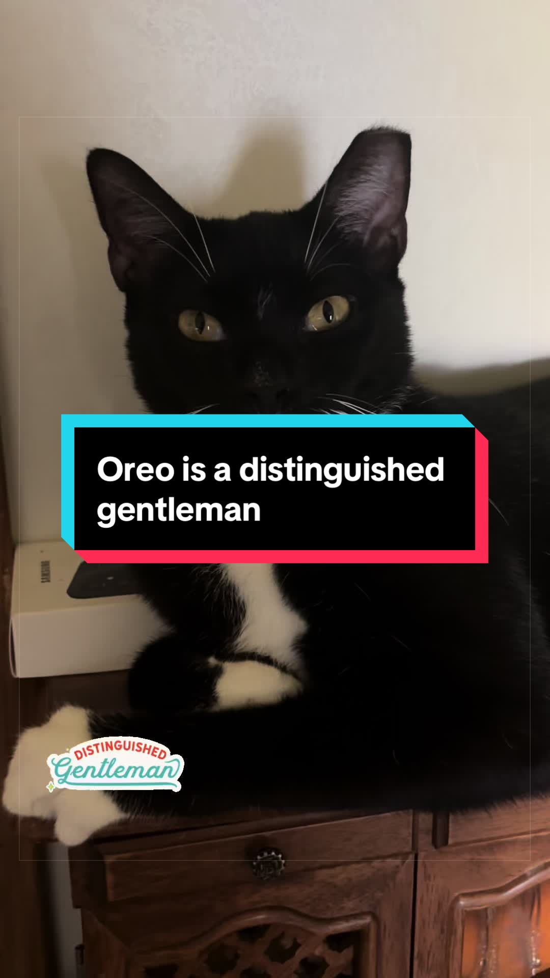 @catlover313official