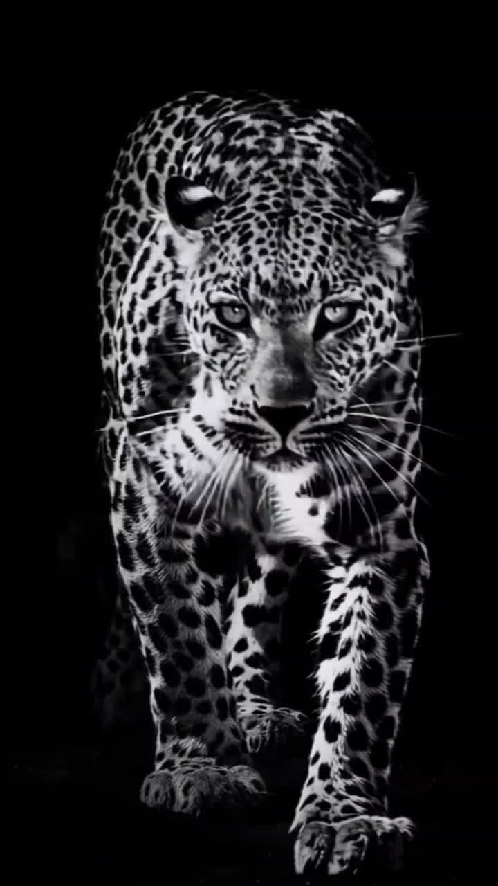 @🐅🐅tigresses 66🐅🐅