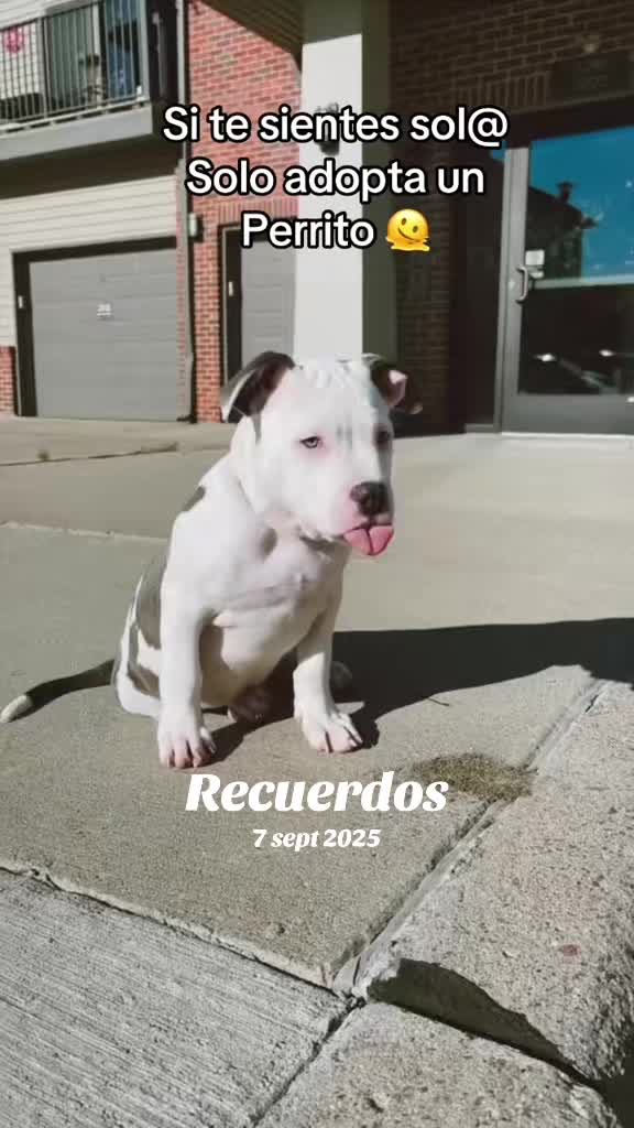 @@losbaby🐶🤍🖤💙