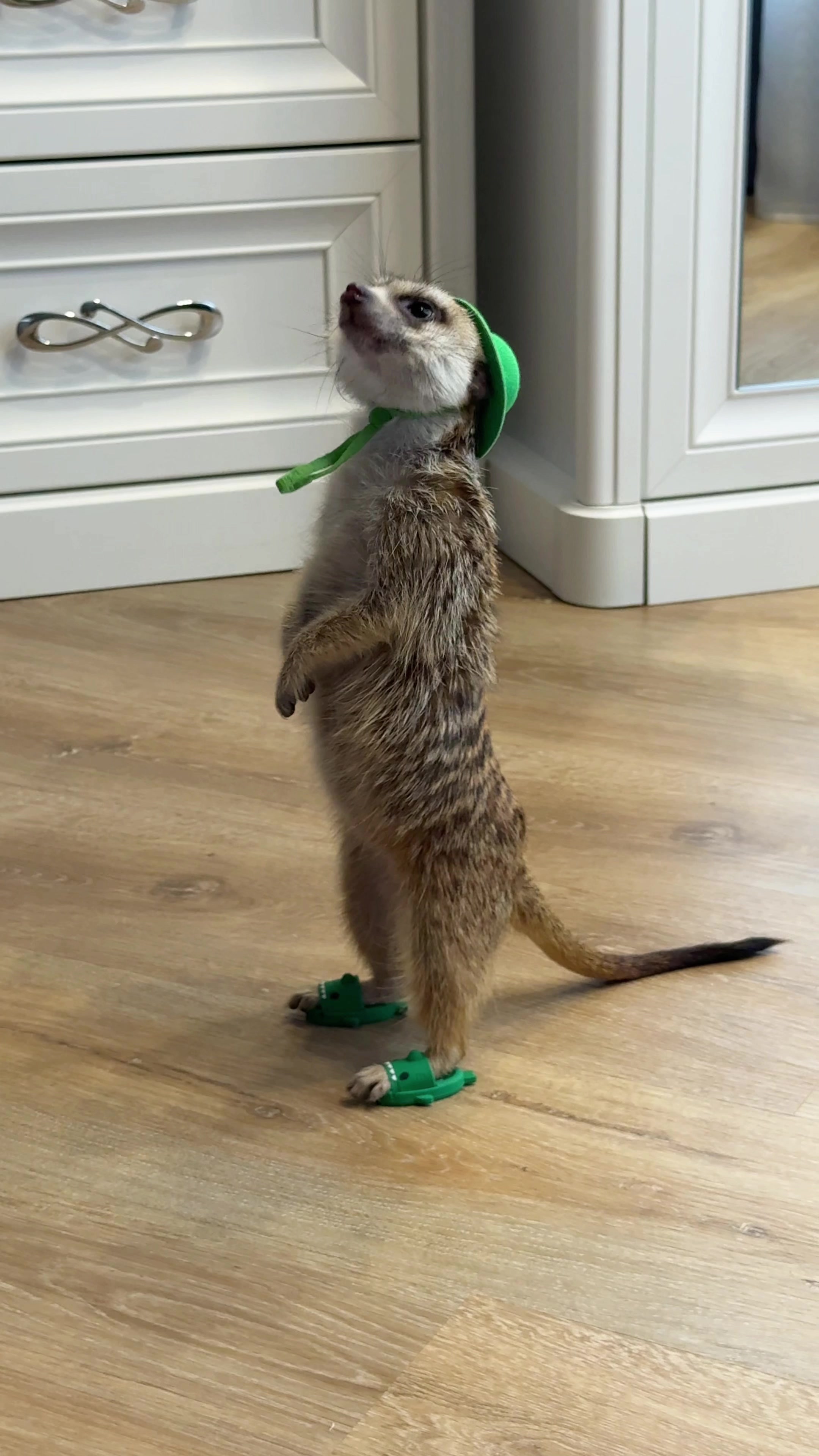 @TIMON THE MEERKAT