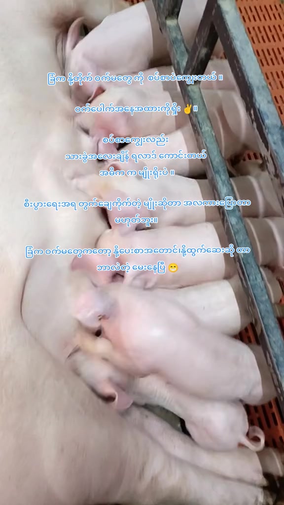 @"ရွှေဖြူးသား"၀က်မွေးမြူရေးခြံ