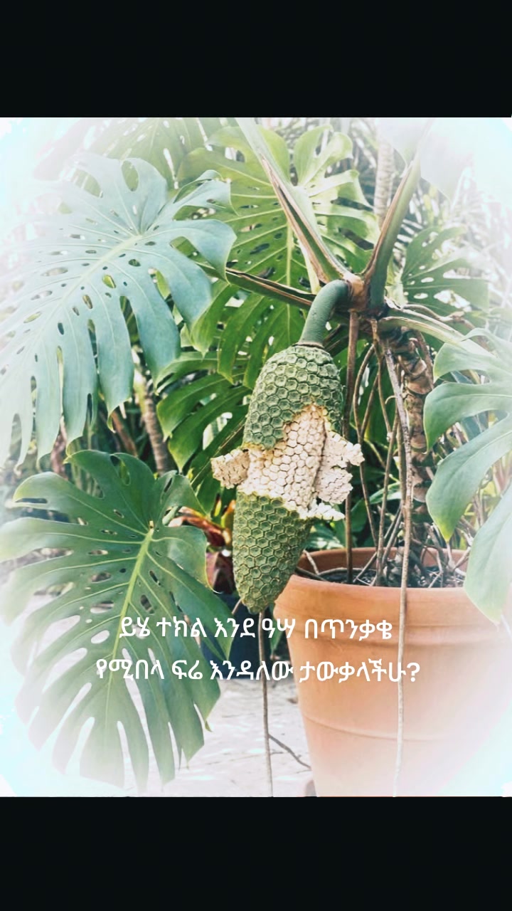 @የጓሮ ማሕበረሰብ-GARDENING COMMUNITY