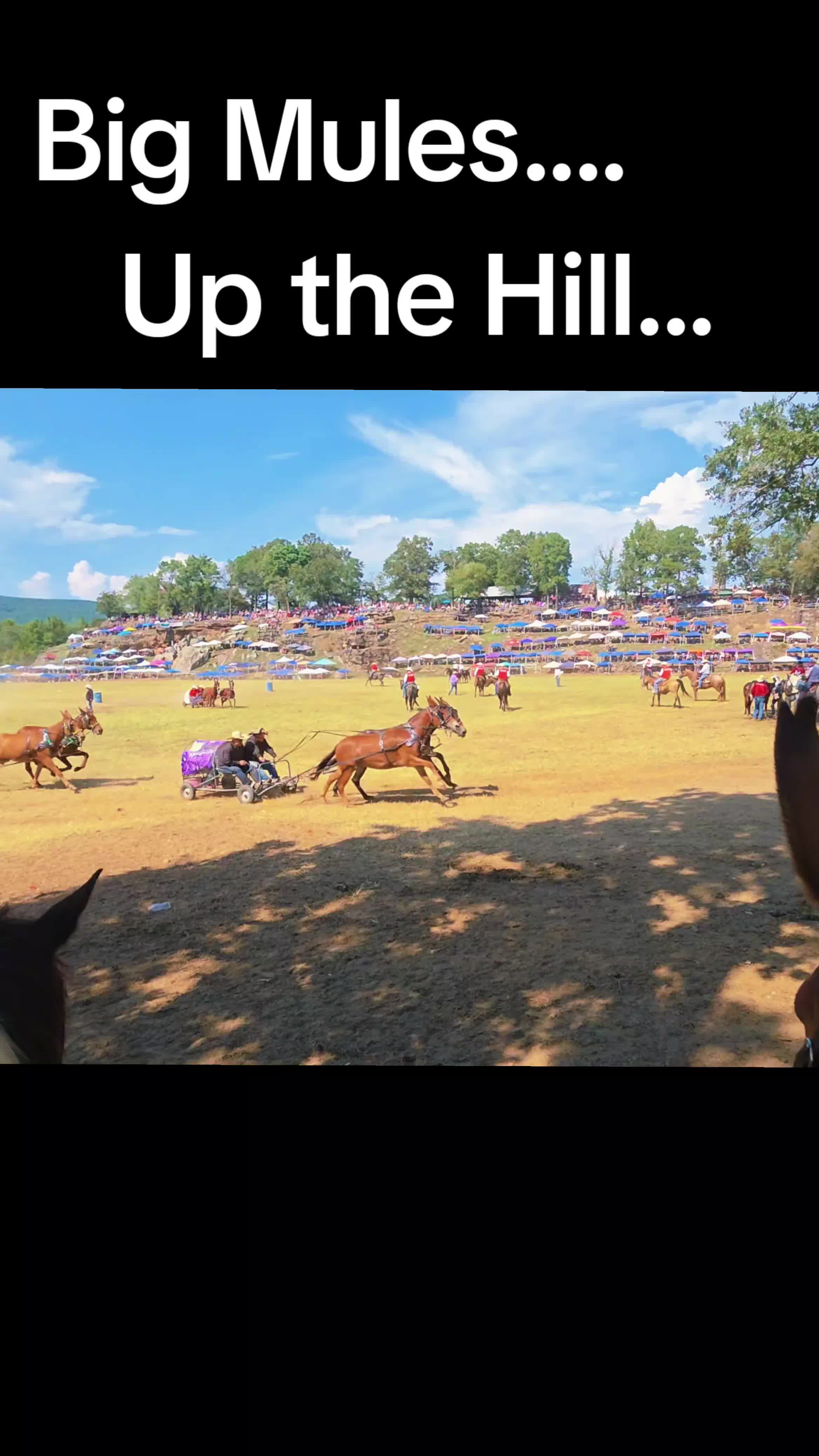 @CactusLMules