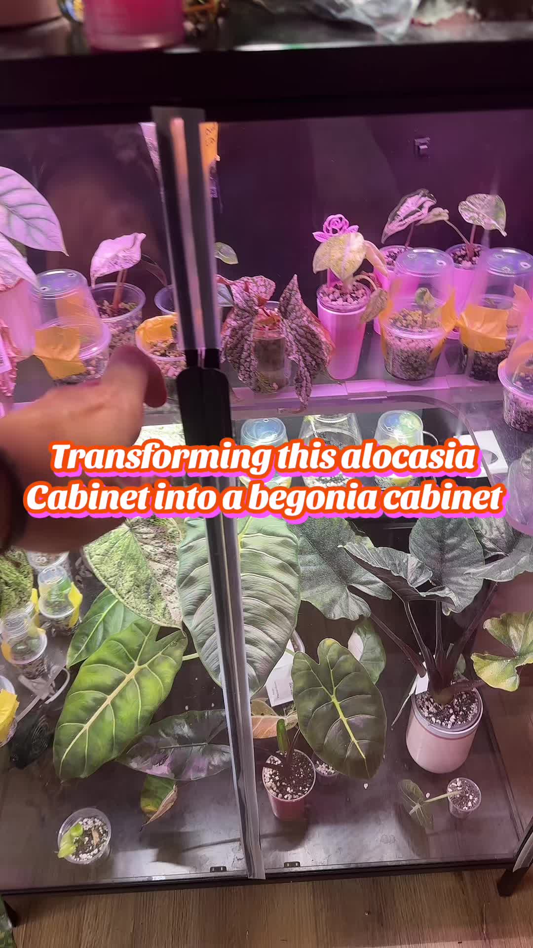 @Erin&ensp;Keys&ensp;-&ensp;TheBoujeeGreenhous