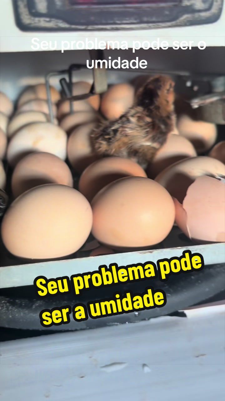 @Silvana Franco /vida na ro&ccedil;a