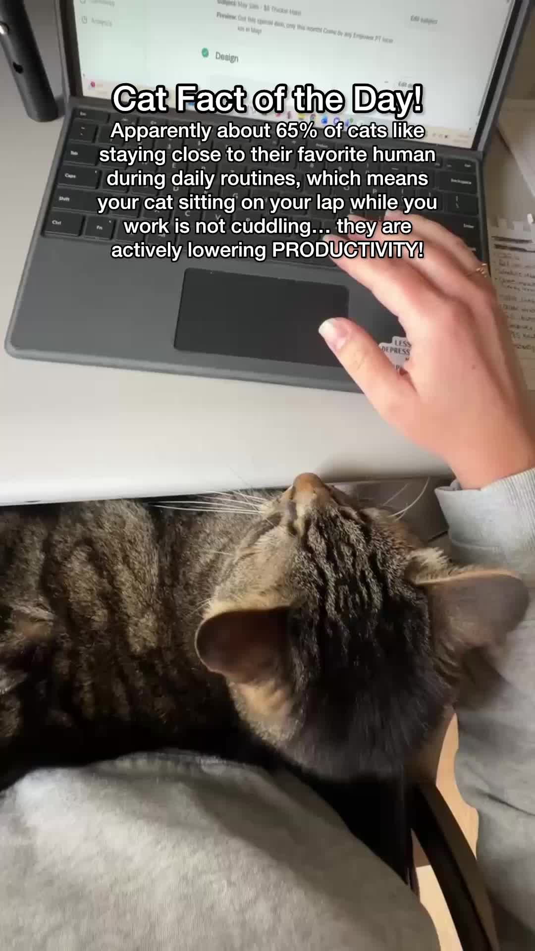 @Chip The Manx