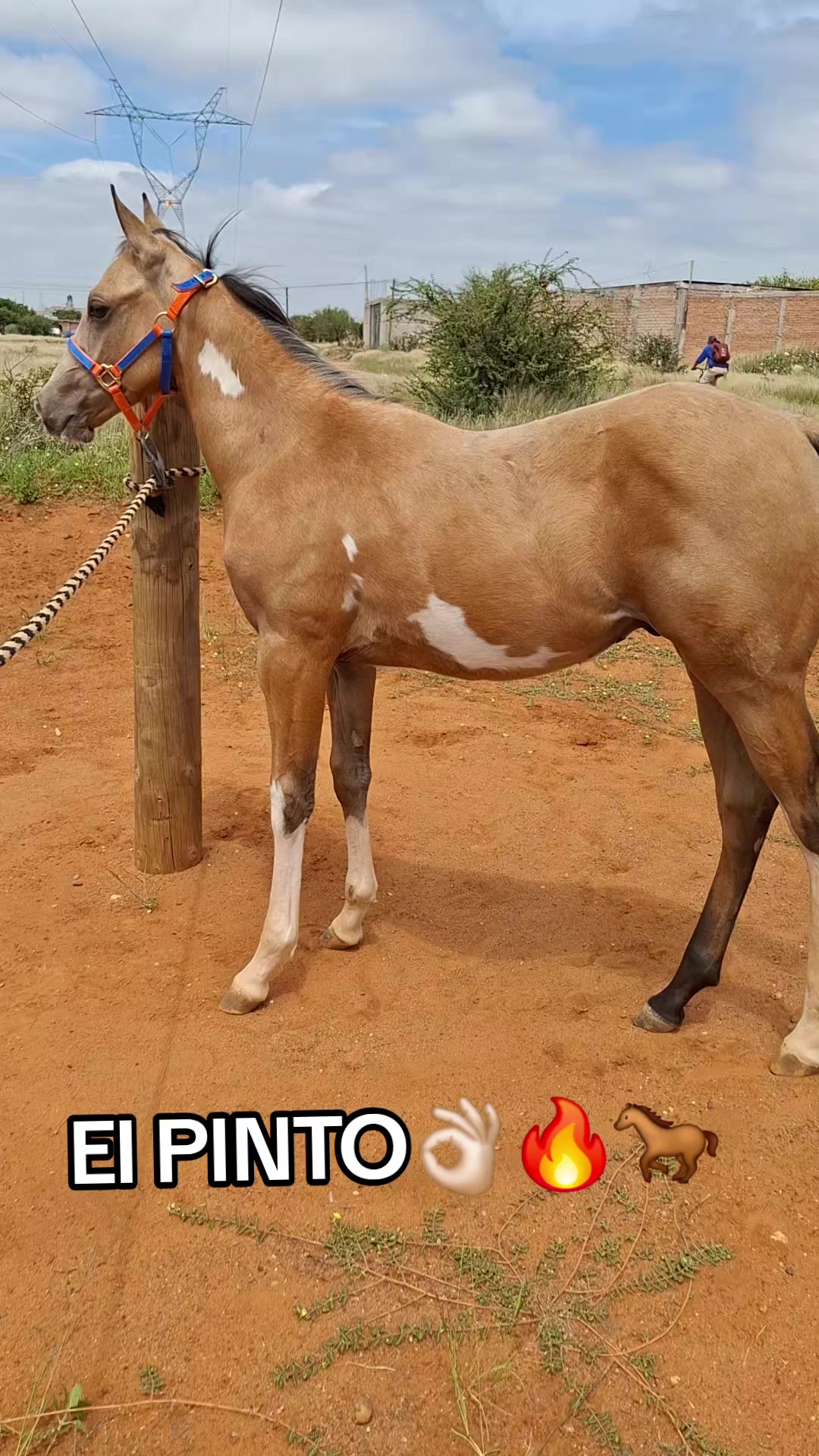 @EvHorses Zacatecas