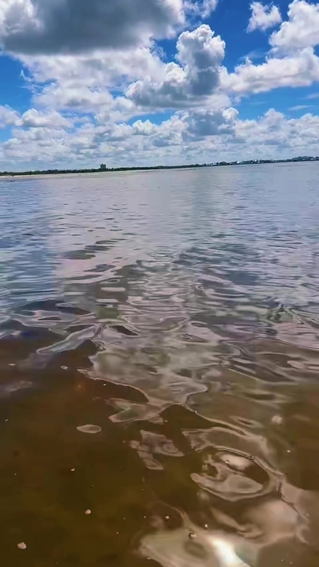 @Southwest Florida Shelling