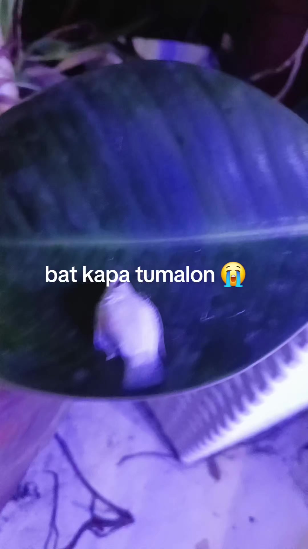 @Zai