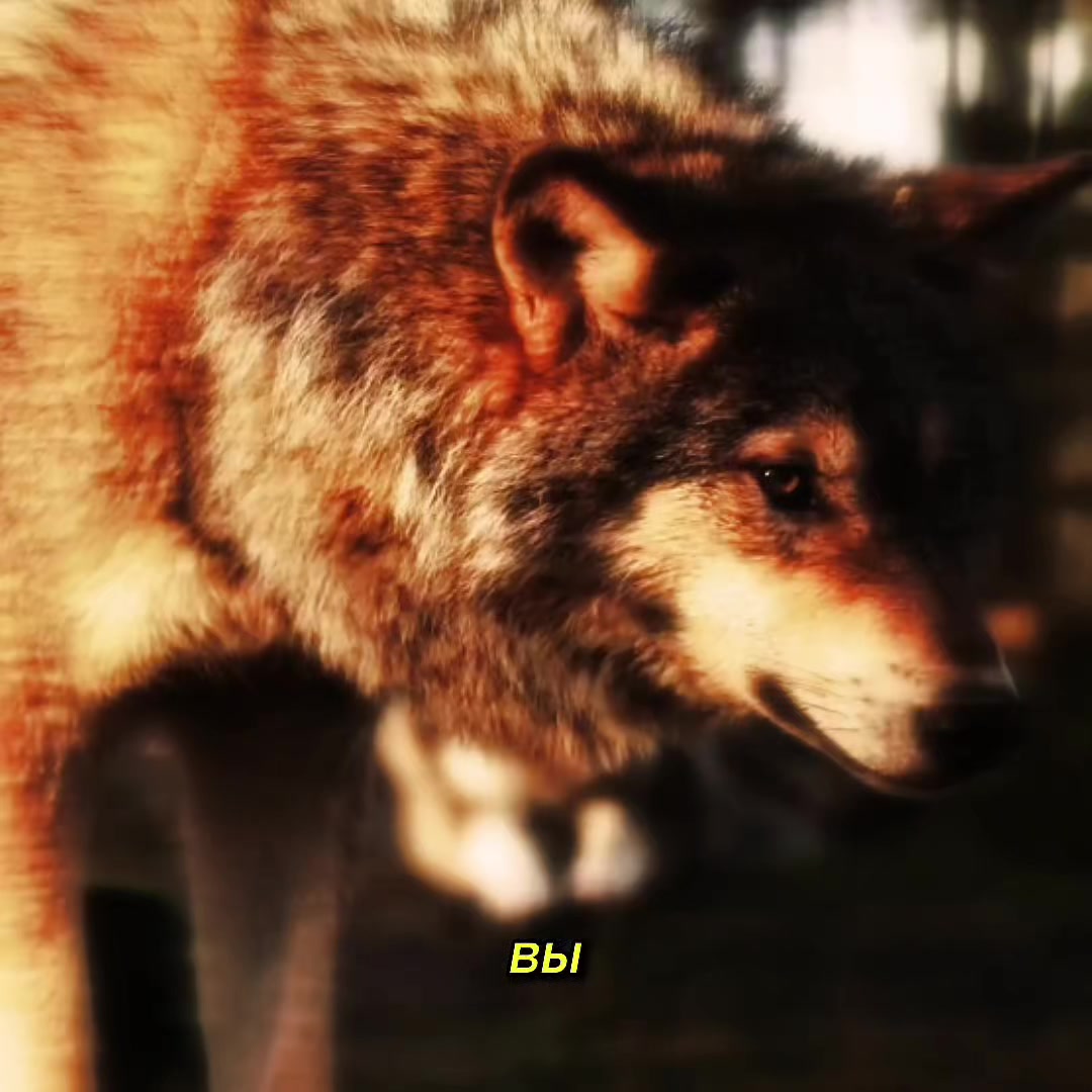 @life_pill