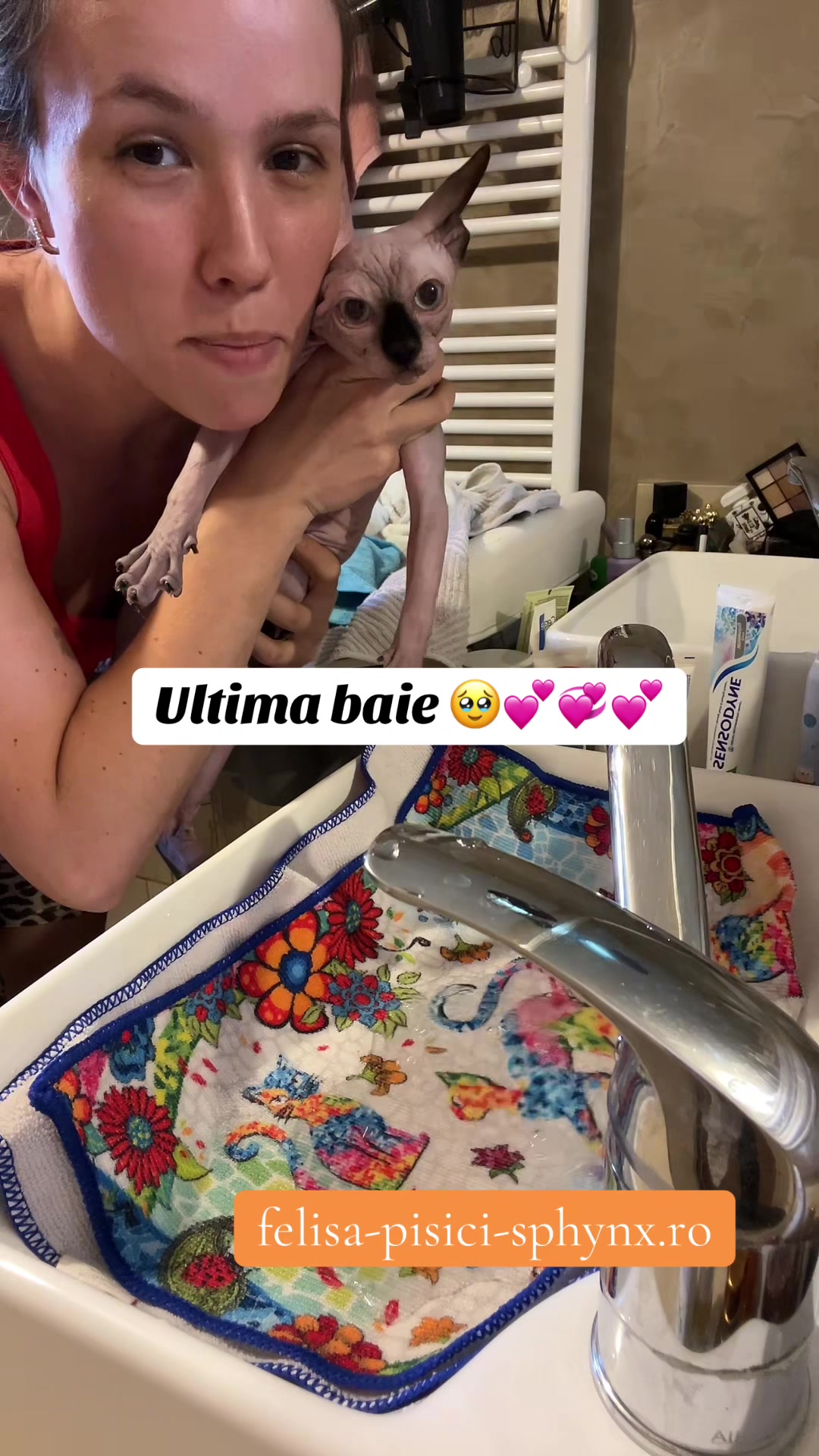 @Diana Ciortan Sphynx Romania