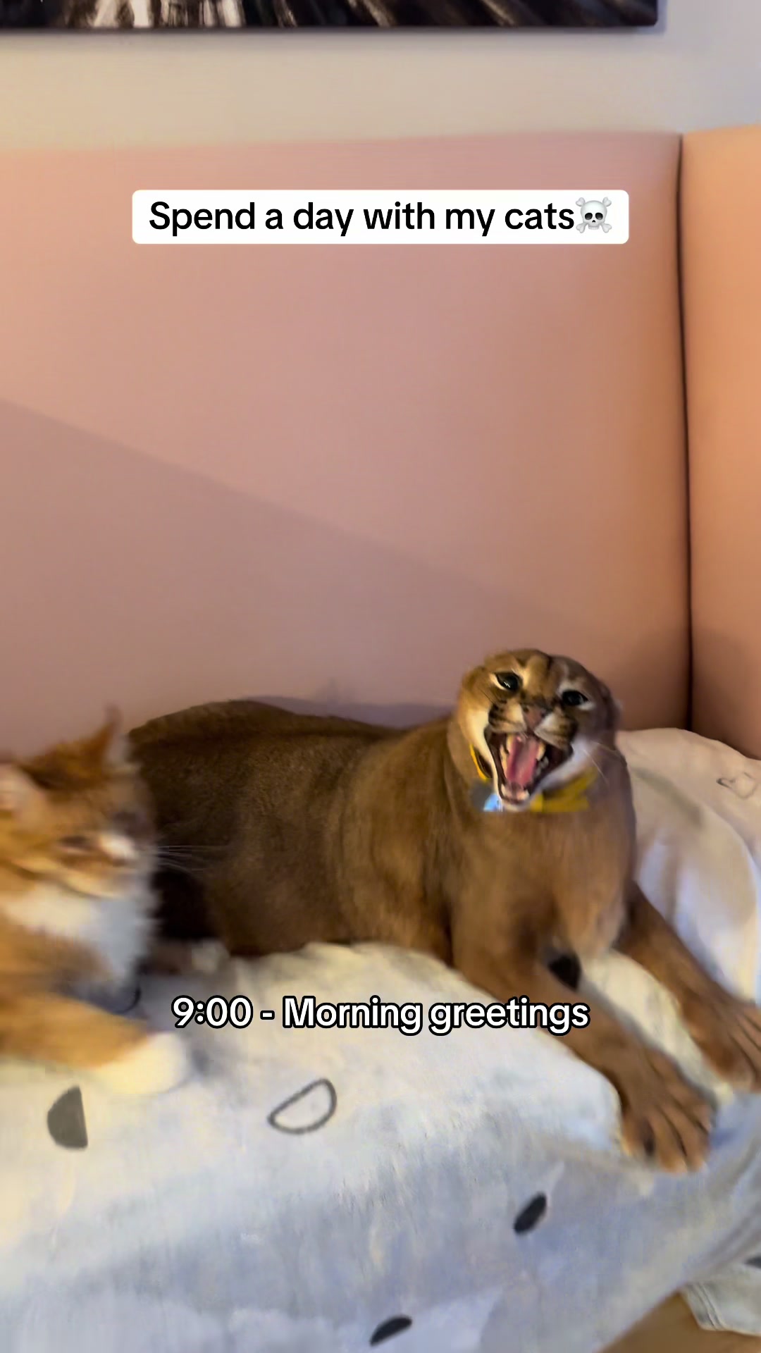 @Pumba Caracal