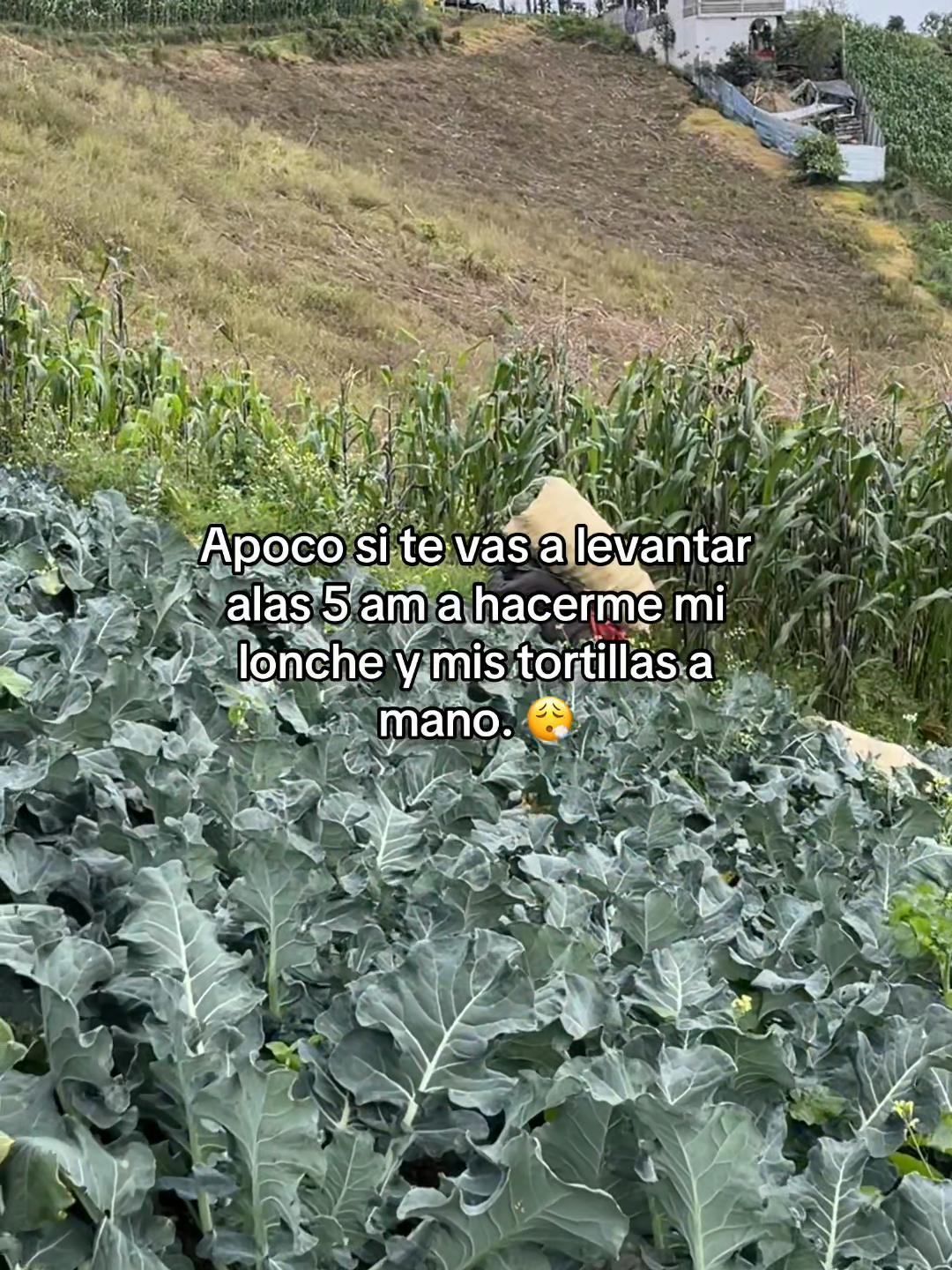 @Henry 🫡🤠