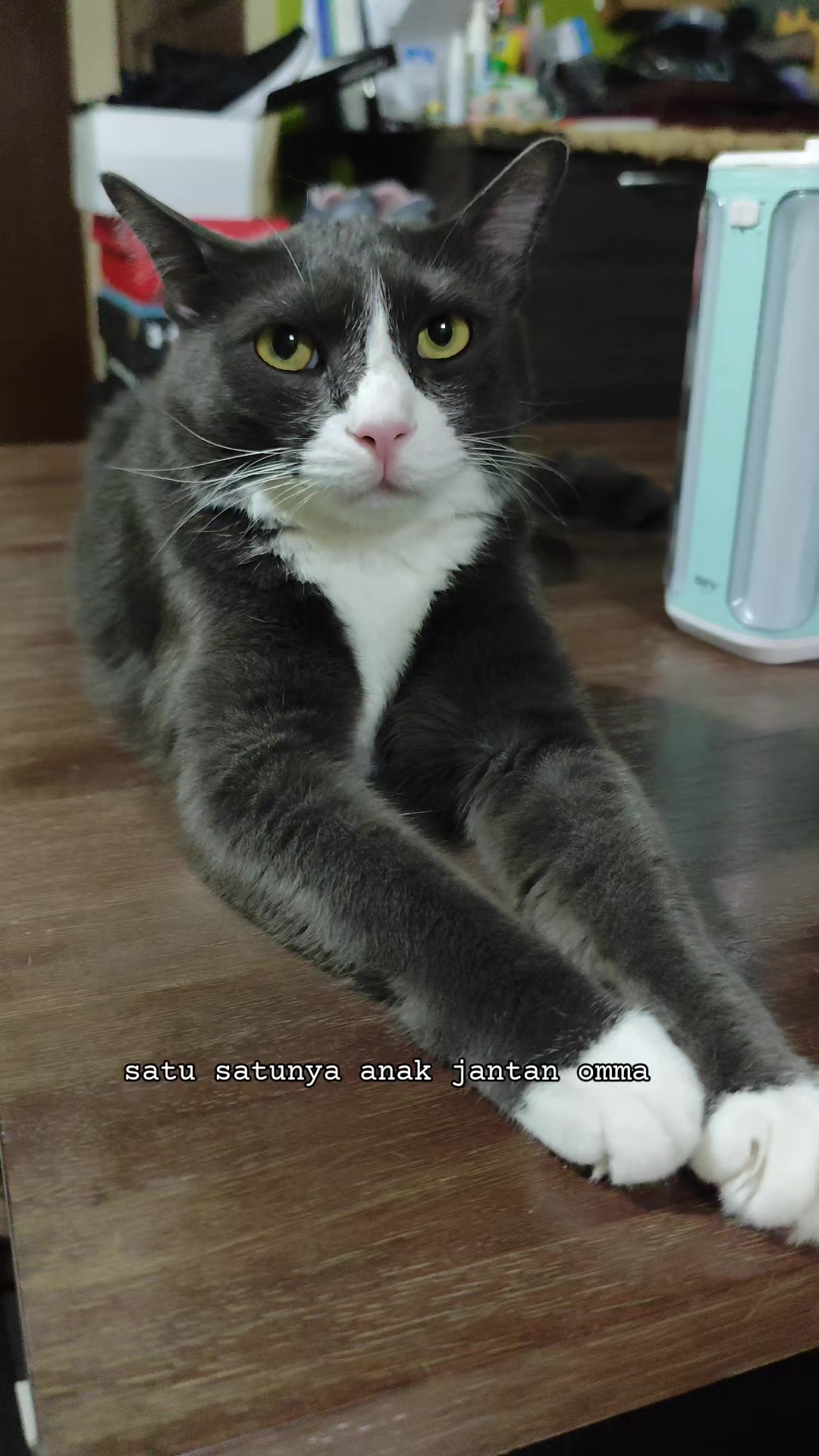 @Omma Kucing 🇲🇾🍉