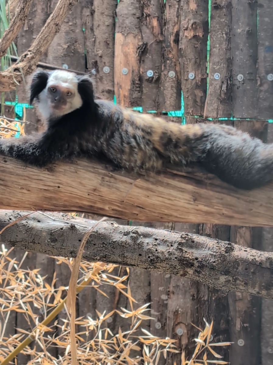 @Parco Zoo delle Star