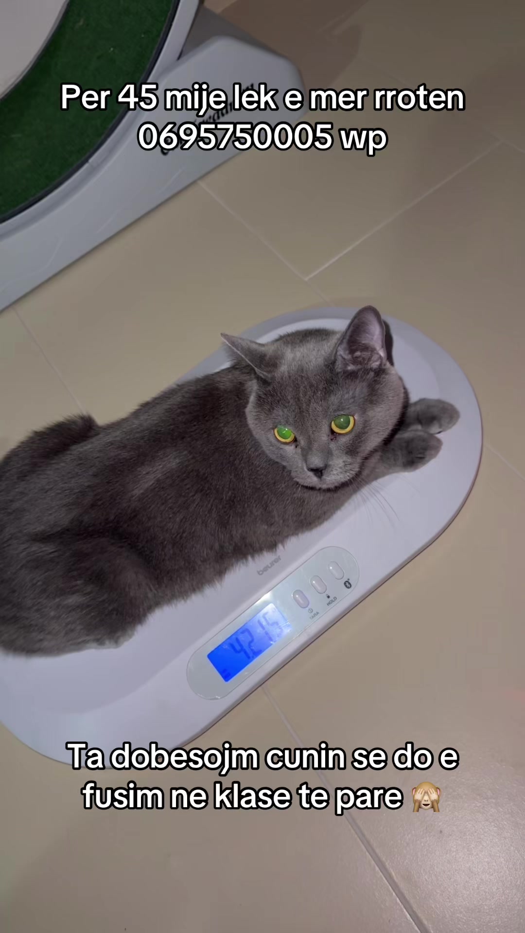 @angry_cat_shop