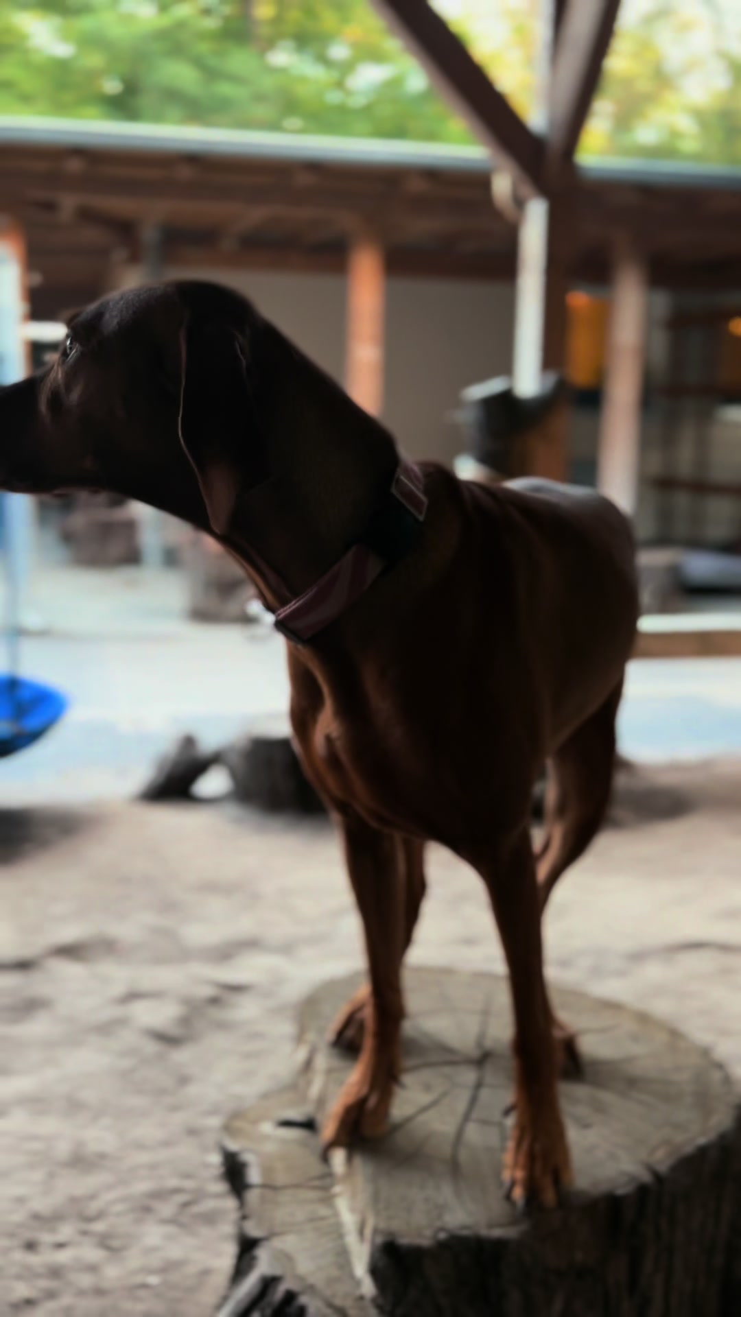 @Hunde- und Katzenpension