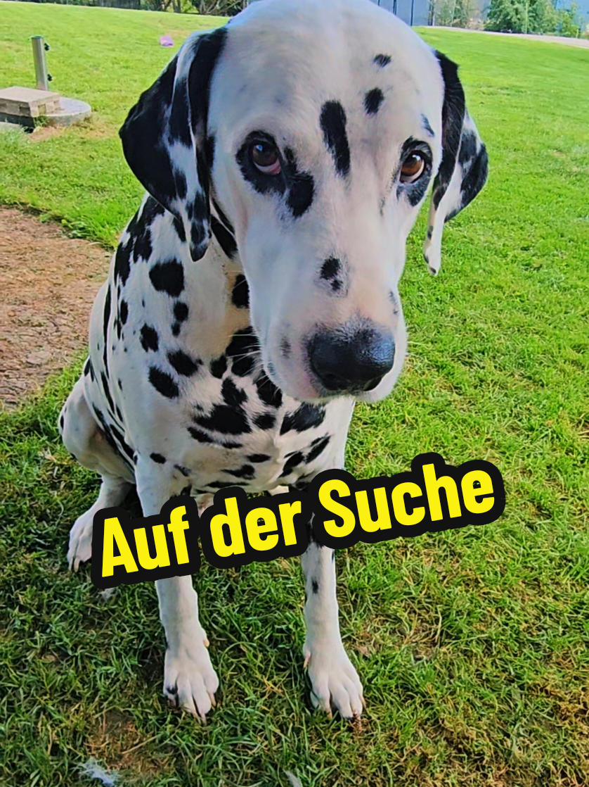 @meinlebenhatpunkte 🐕🐕
