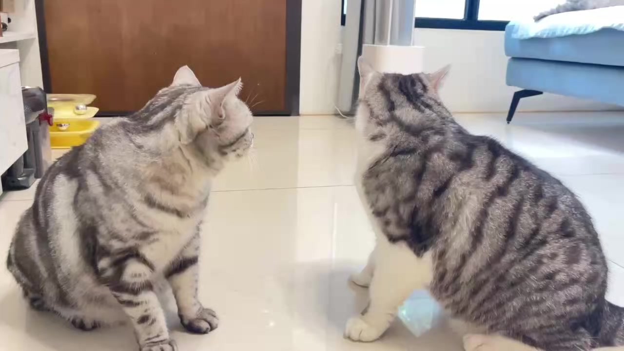 @migo是貓？