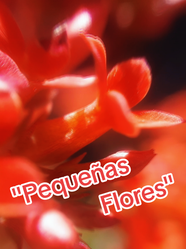 @Germán 🇦🇷