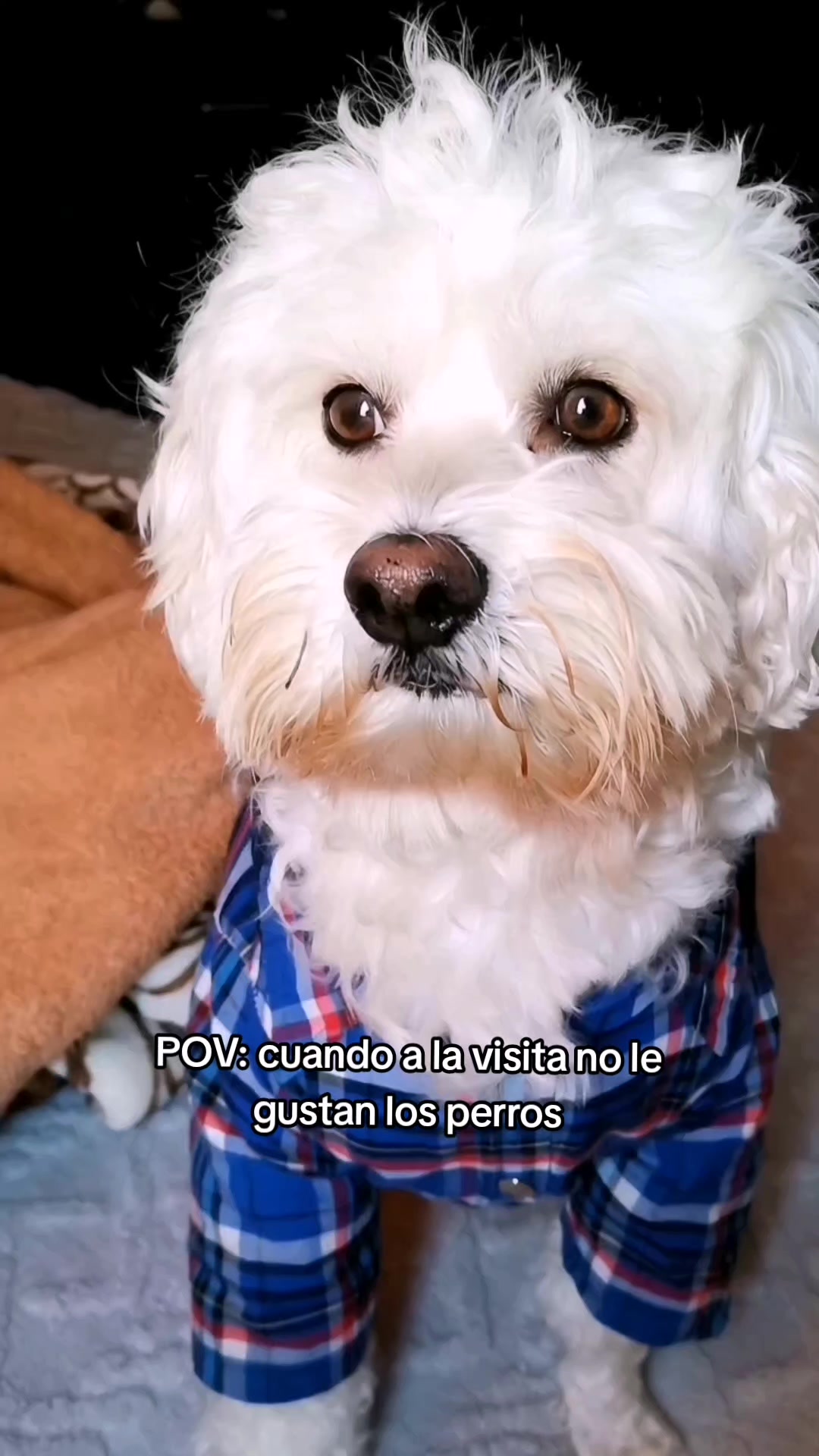 @Doki🦴🐾