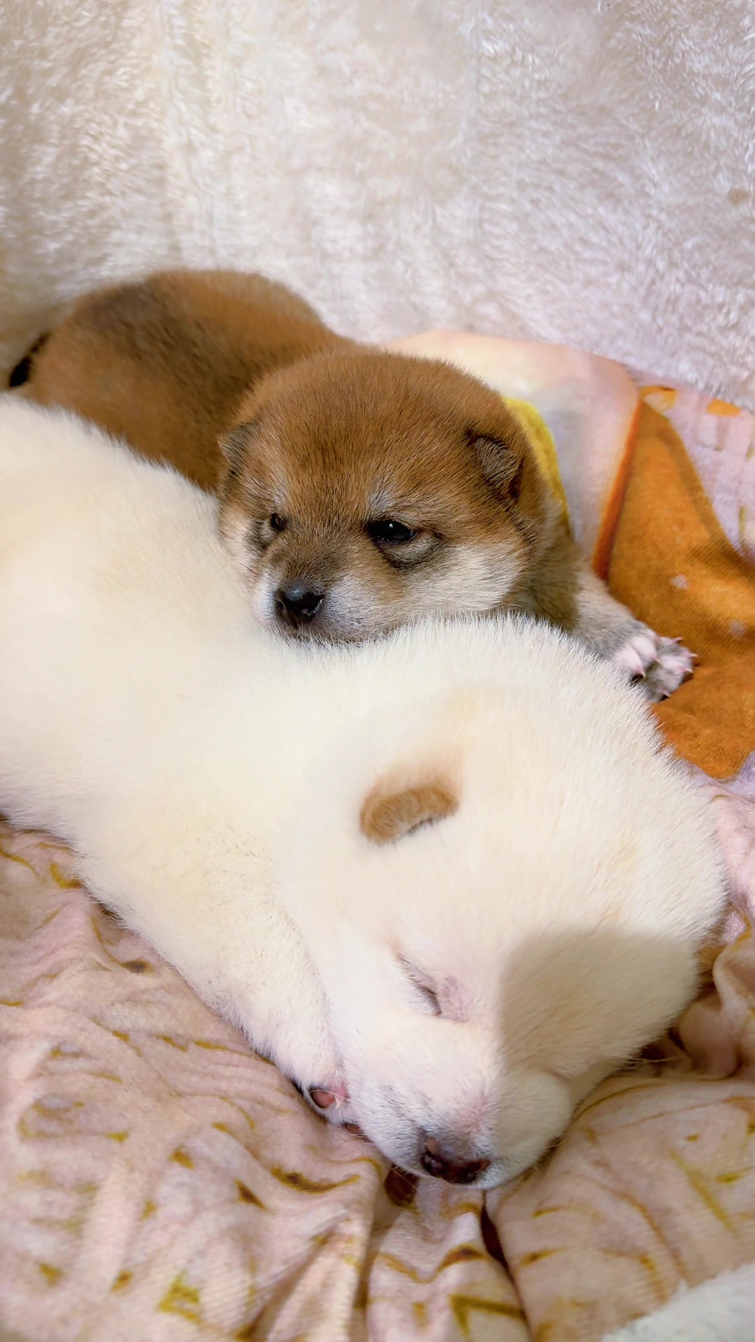 @Shibainu Story