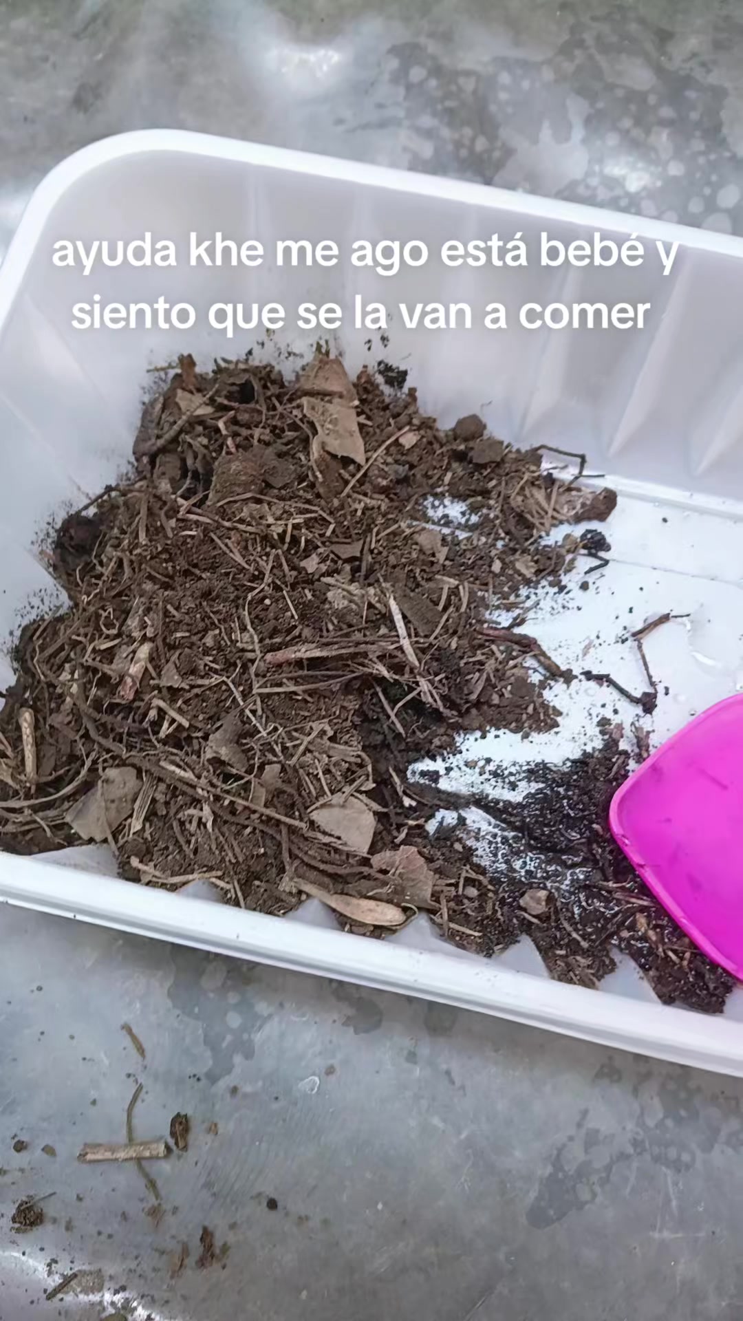 @💚🤍❤️🇲🇽chiwis 🇲🇽💚🤍❤️