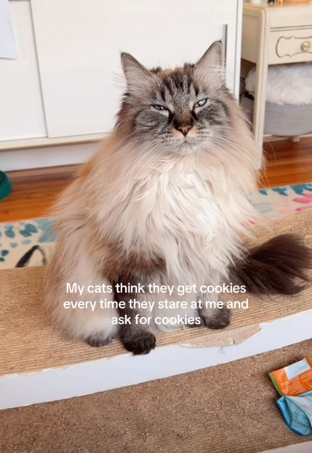 @My Cat Is People 🇨🇦