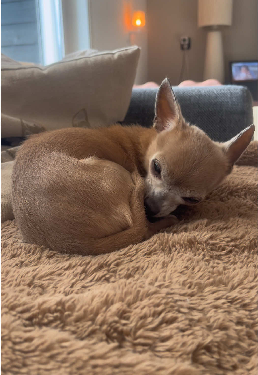 @Danielle |(chihuahua)mama 🐕🩵