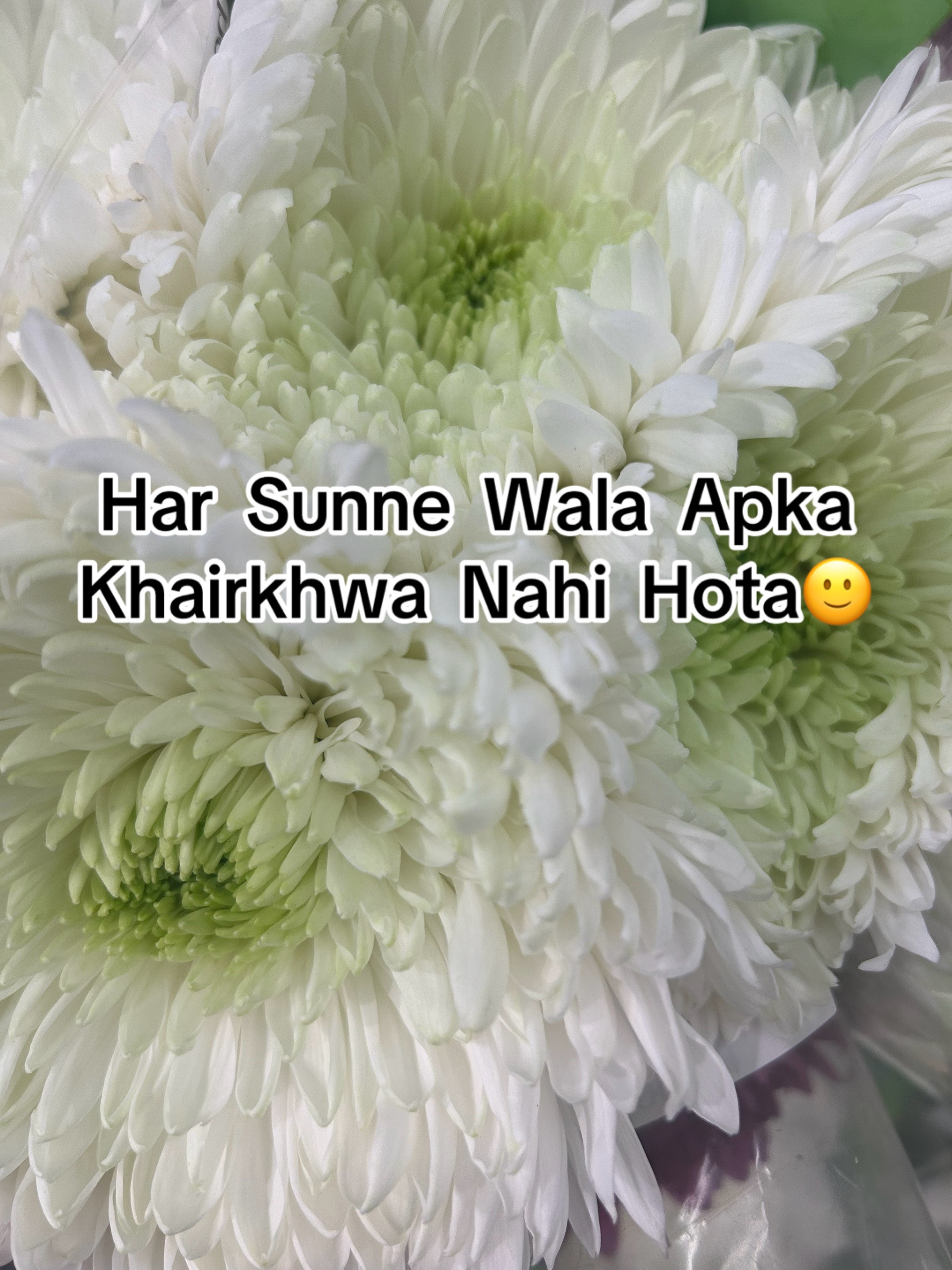 @ZaraHayat020104