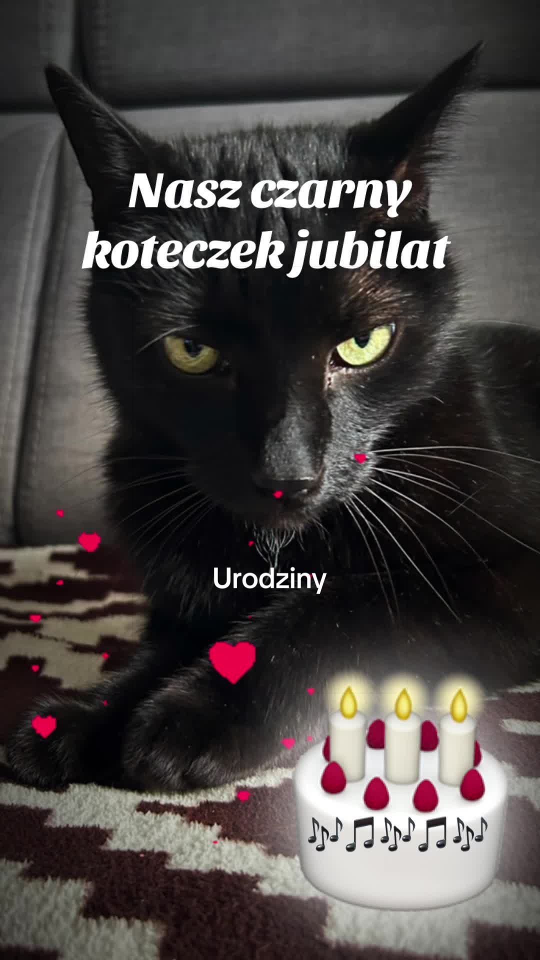 @🐶🐱 Babat 🐕🐈⬛