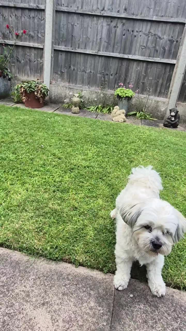 @Teddy bear dancingdog