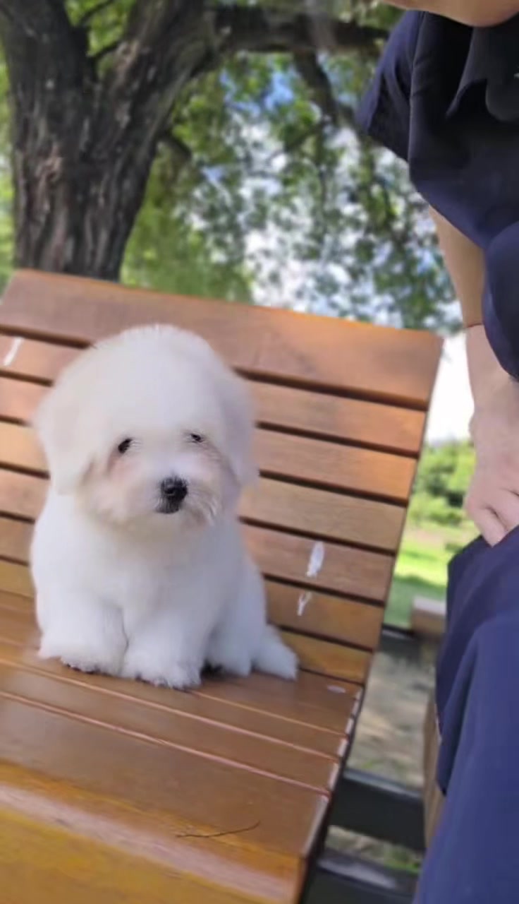 @premiumpet_official