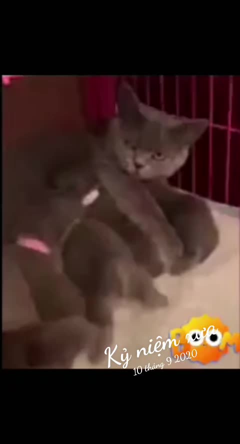 @JBN CATS