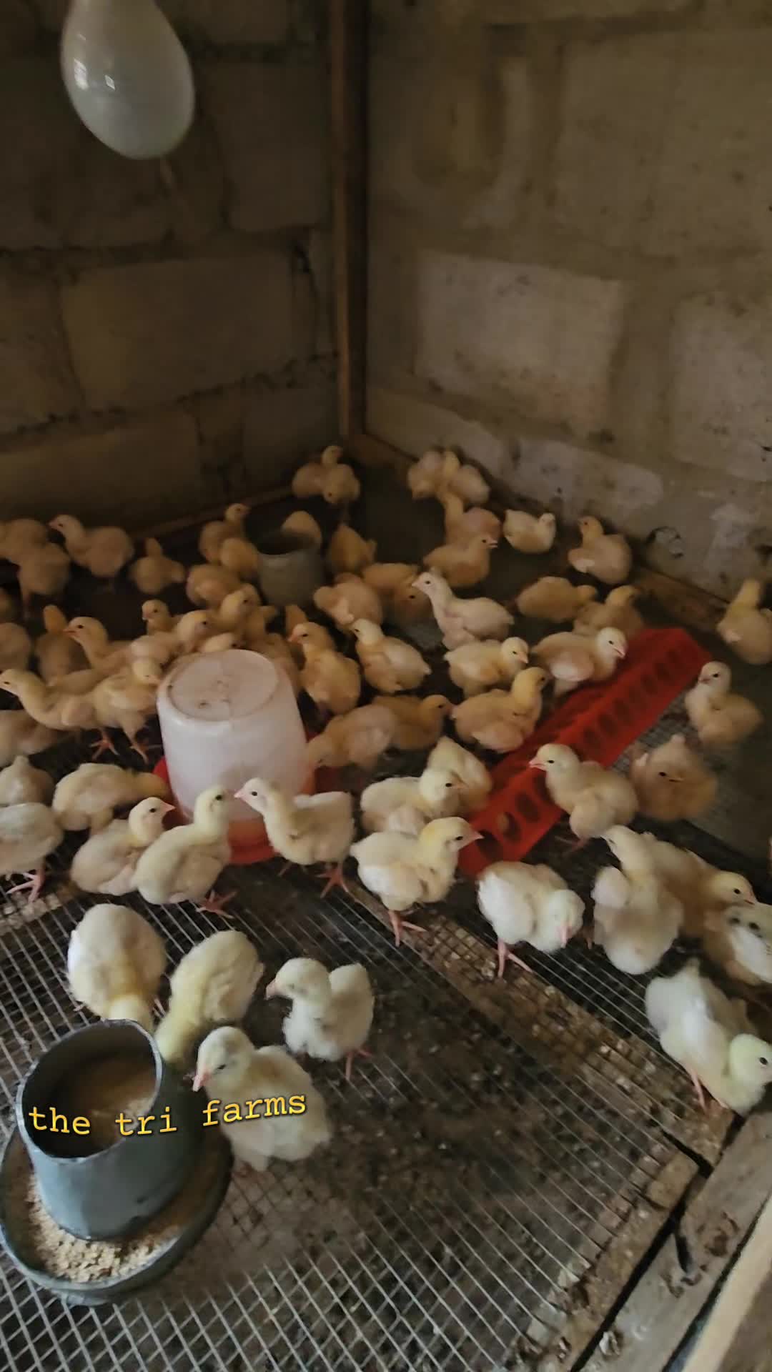 @thetri farms