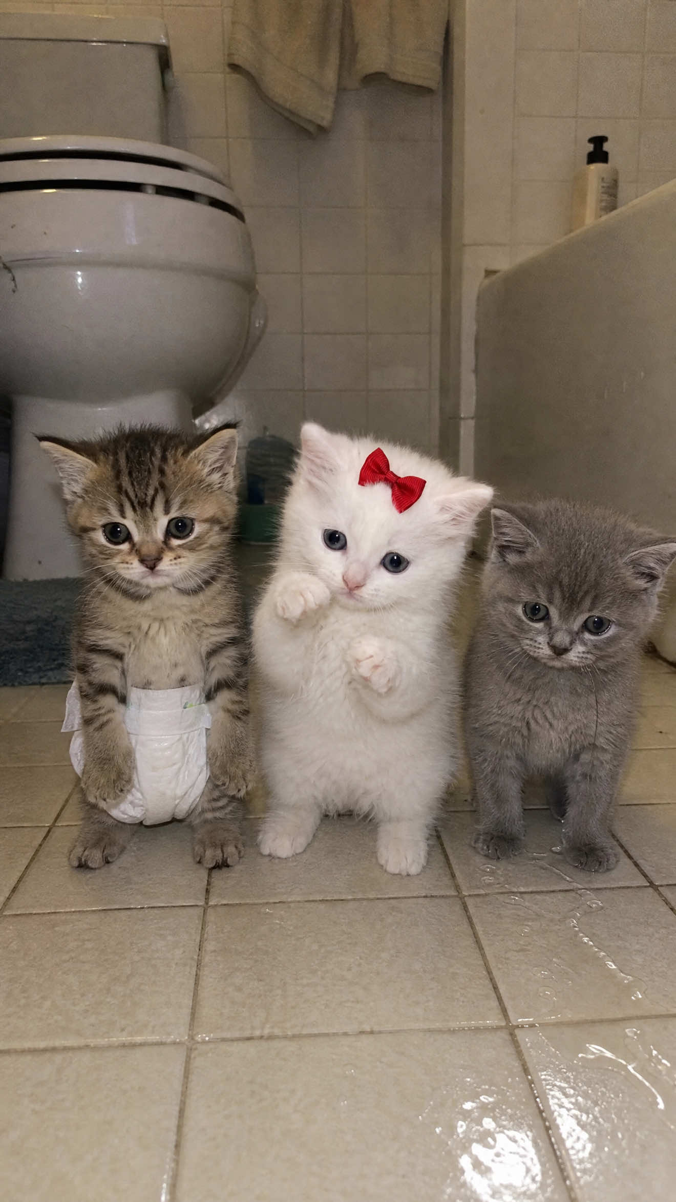 @Tiny Odd Pets